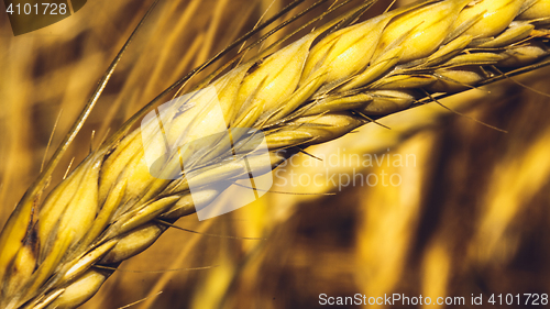 Image of Golden Wheat Field