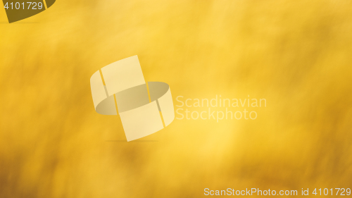 Image of Golden Wheat Field