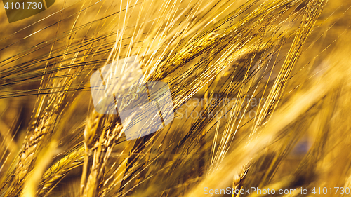 Image of Golden Wheat Field