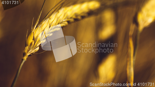 Image of Golden Wheat Field