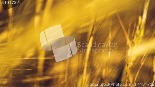 Image of Golden Wheat Field