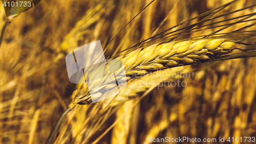 Image of Golden Wheat Field