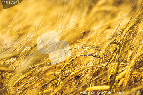 Image of Golden Wheat Field