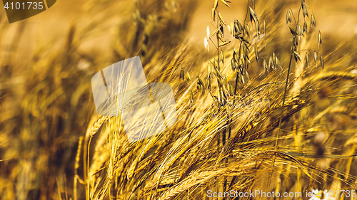 Image of Golden Wheat Field