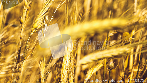 Image of Golden Wheat Field