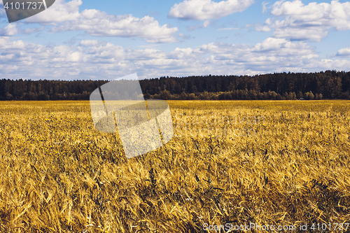 Image of Golden Wheat Field