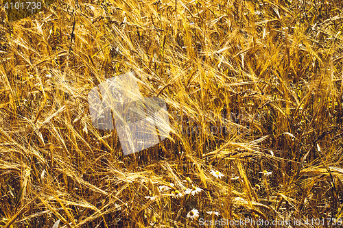 Image of Golden Wheat Field