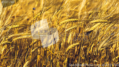 Image of Golden Wheat Field