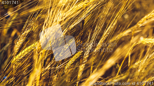 Image of Golden Wheat Field