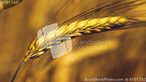 Image of Golden Wheat Field