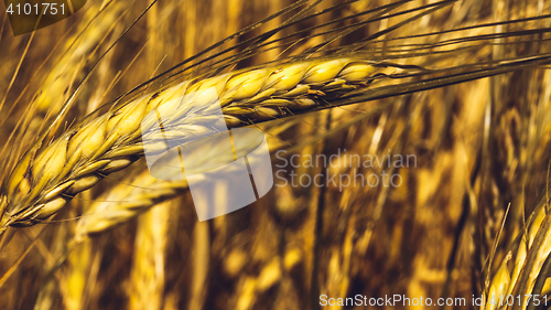 Image of Golden Wheat Field