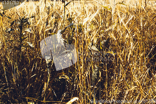 Image of Golden Wheat Field