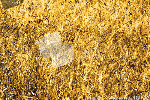 Image of Golden Wheat Field