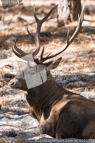 Image of Bull Elk