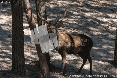 Image of Bull Elk