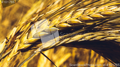 Image of Golden Wheat Field