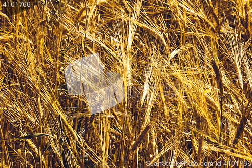 Image of Golden Wheat Field
