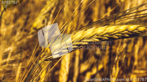 Image of Golden Wheat Field