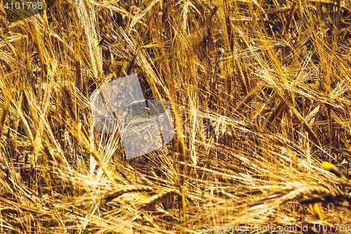 Image of Golden Wheat Field
