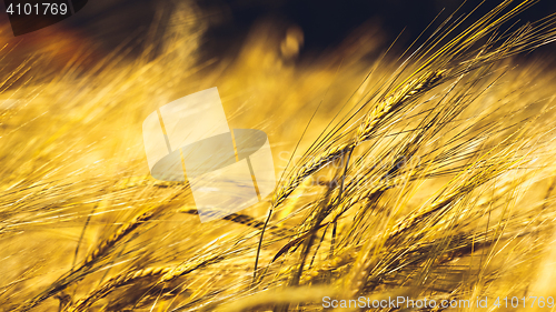 Image of Golden Wheat Field