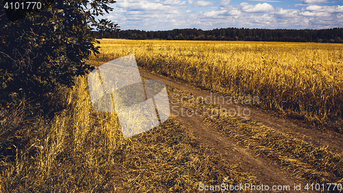 Image of Golden Wheat Field