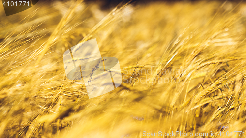 Image of Golden Wheat Field