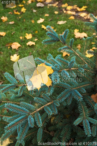 Image of between autumn and winter