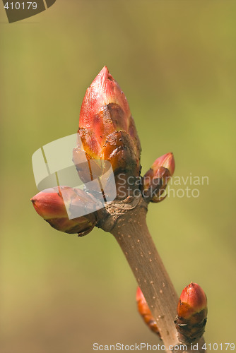 Image of chestnut bud