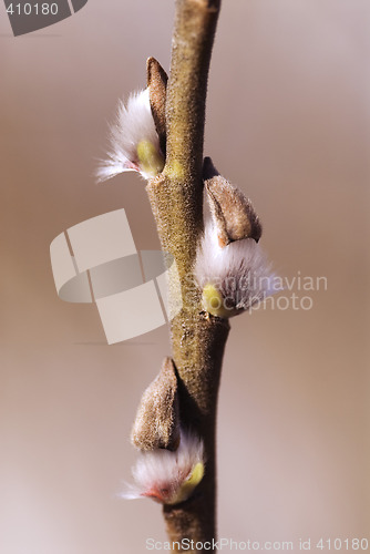 Image of buds_1