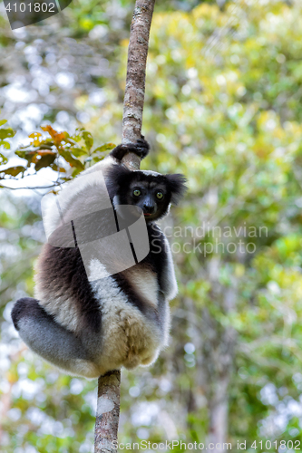 Image of Black and white Lemur Indri on tree