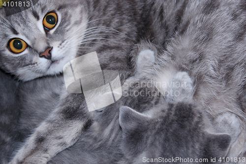 Image of cat with kittens of Scottish Straight breed