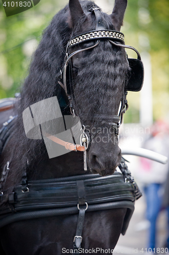 Image of Black friesian horse carriage driving harness outdoor