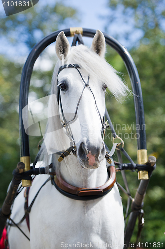 Image of Portrait of gray carriage driving horse