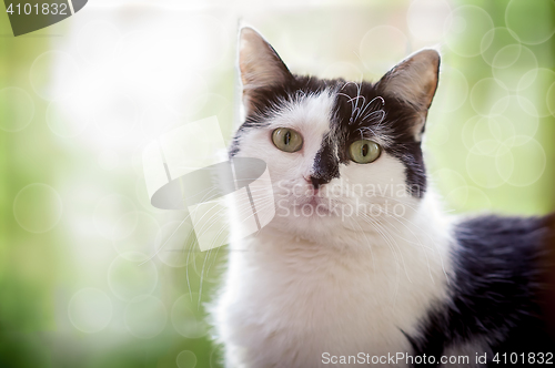 Image of Black-and-white cat sits at a window in sunshine.