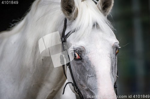 Image of Gray horse portrait close-up