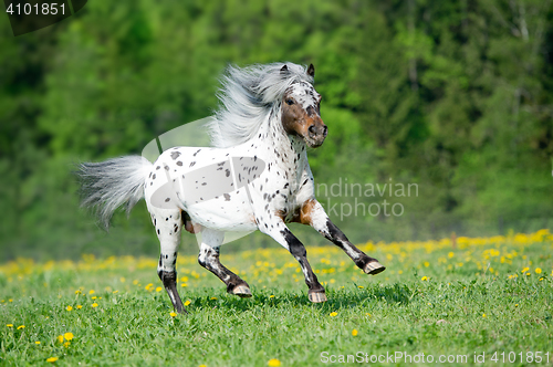 Image of Appaloosa horse runs gallop on the meadow in summer time