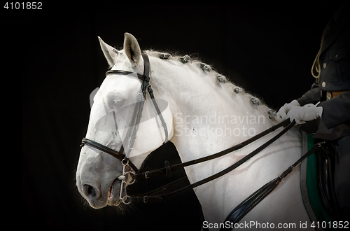 Image of portrait of gray dressage horse on black