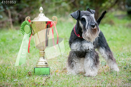 Image of Portrait of a young miniature schnauzer on lawn