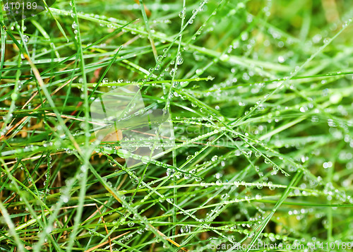 Image of green grass in dew
