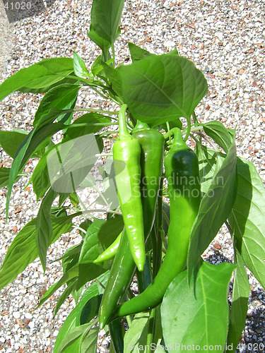 Image of Sweet Chilli Plant
