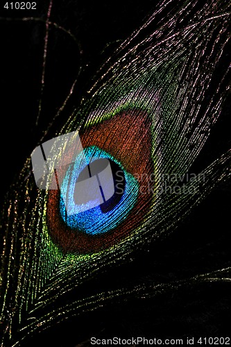 Image of Peacock feather