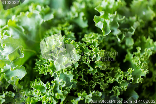 Image of close up of green salad lettuce