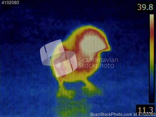 Image of Bird Flu Infrared