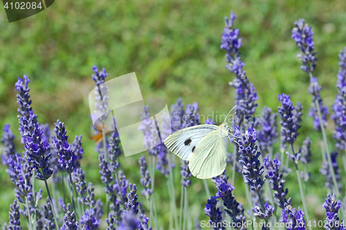 Image of Lavander Flower Polination