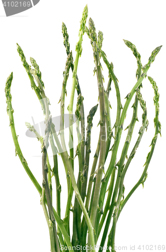 Image of Asparagus Bunch Cutout