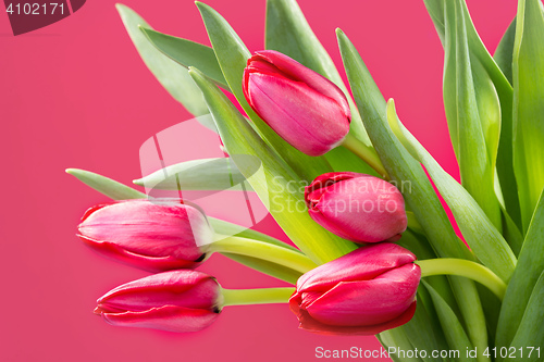 Image of Crimson tulip flower on background