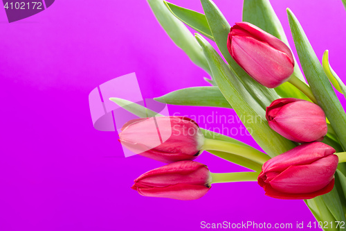 Image of Crimson tulip flower on background