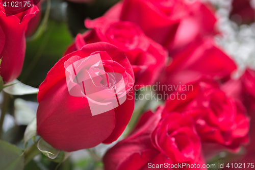 Image of Red roses close up. Background.