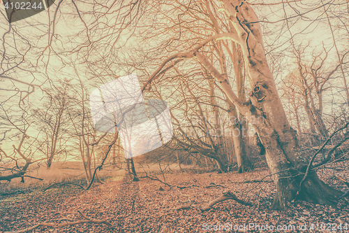 Image of Magical sunrise in a spooky forest