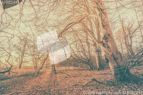 Image of Magical sunrise in a spooky forest